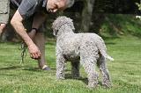 LAGOTTO CAVAGE 071